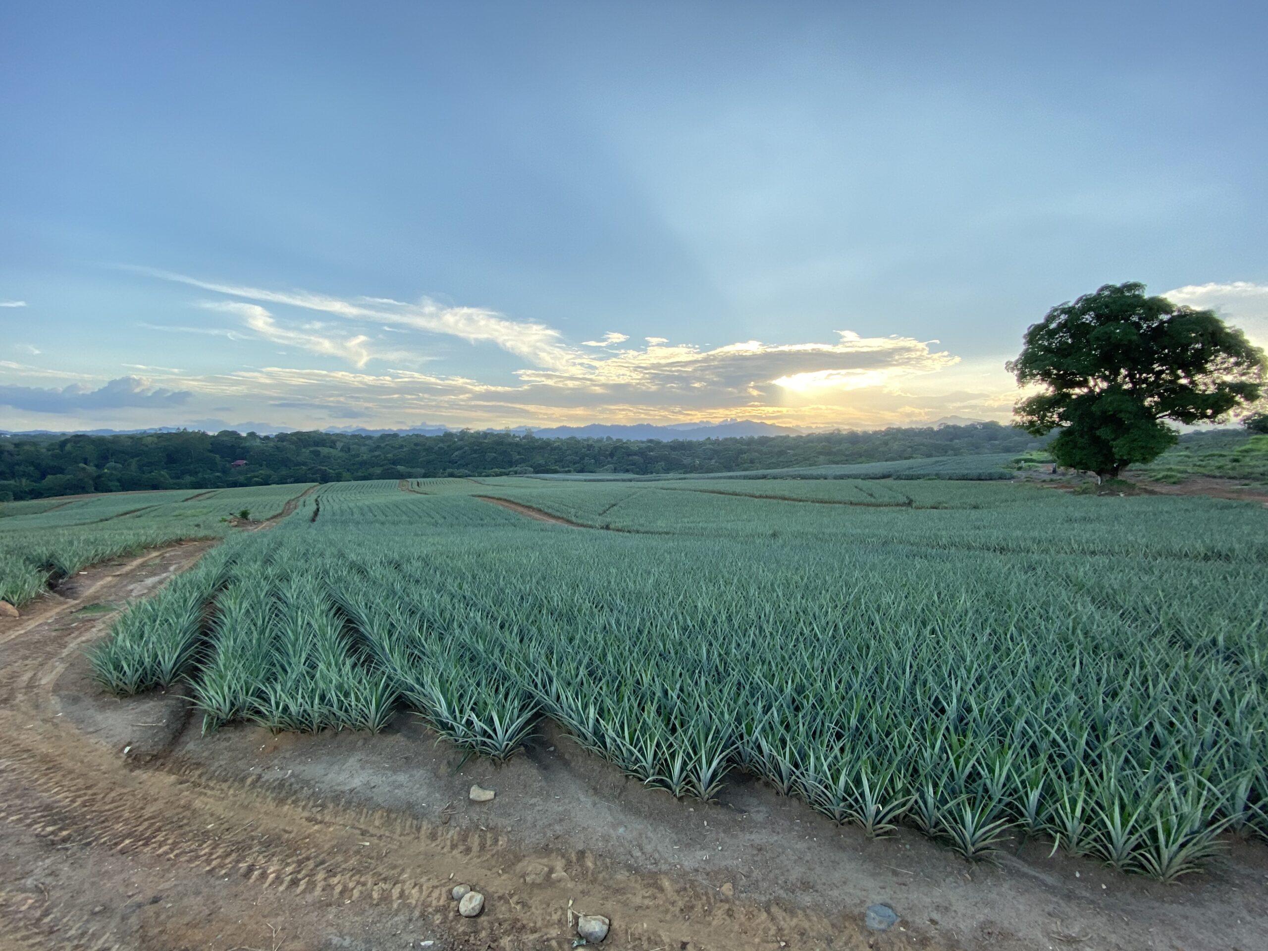 Our aloe fields in the Dominican Republic